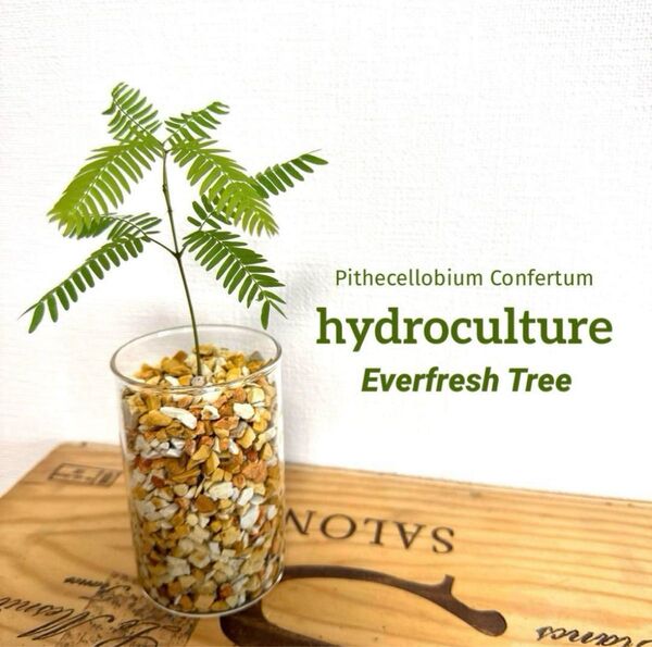 【S】エバーフレッシュ 観葉植物 ハイドロカルチャー 水耕栽培 防虫効果