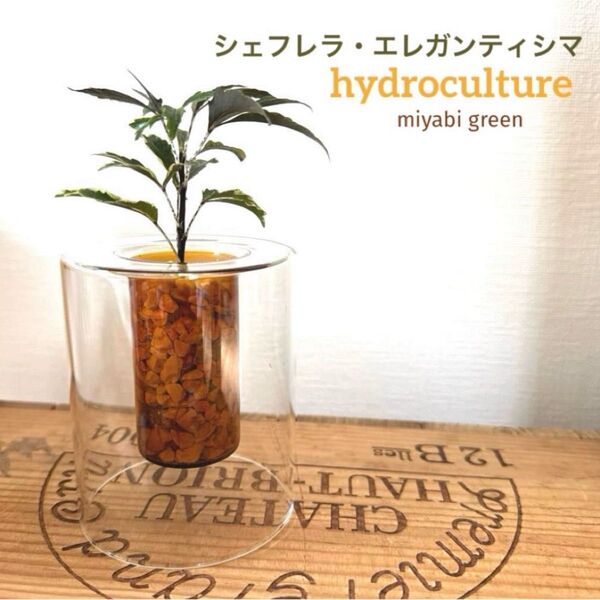 【M】シェフレラ エレガンティシマ ディジゴセカ観葉植物 ハイドロカルチャー