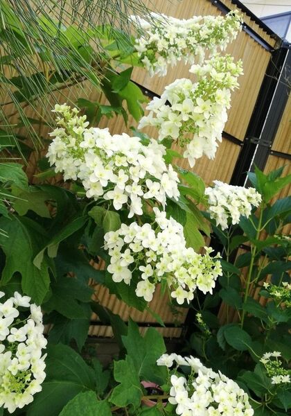 柏葉アジサイ 挿し穂 3本