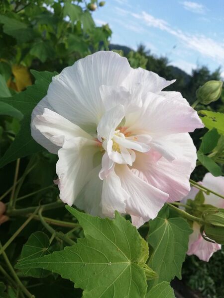 酔芙蓉の苗 3本 抜き苗