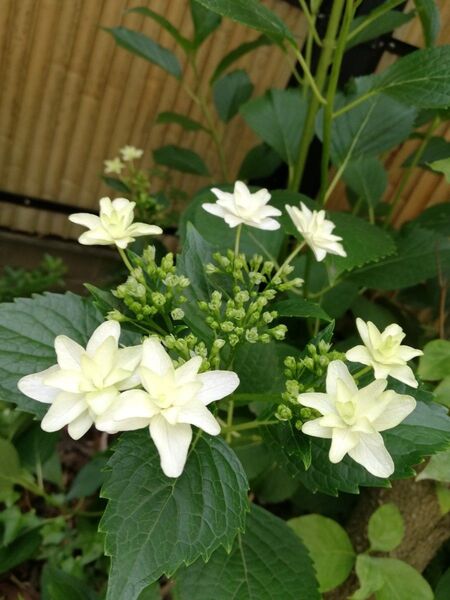 アジサイ隅田の花火 抜き苗1株