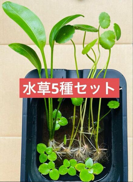 送料込【水草5種セット】ナガバオモダカ 大株 ウォーターコイン アマゾンフロッグピット 水生植物 メダカの産卵床に 無農薬