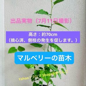【宅急便配送】桑の木 ドワーフマルベリー苗木70cm1株 矮性種果樹 鉢植えOK 育てやすい人気果樹甘い実が楽しめます♪ 落葉低木