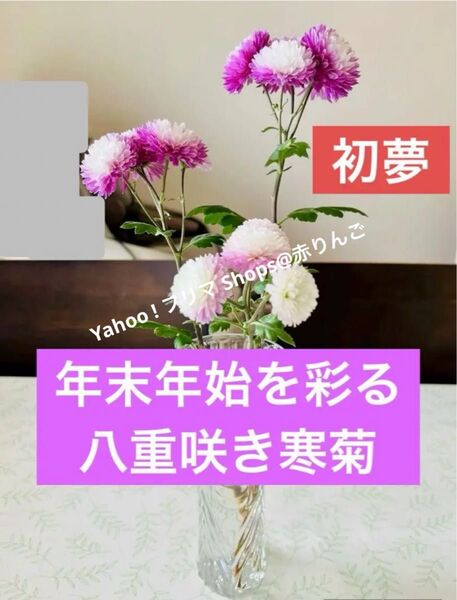 ⑦【匿名配送】初夢 年末年始を彩る 八重咲き ワインピンク寒菊 株分け苗1株 根付き 耐寒性多年宿根草 切り花 生け花