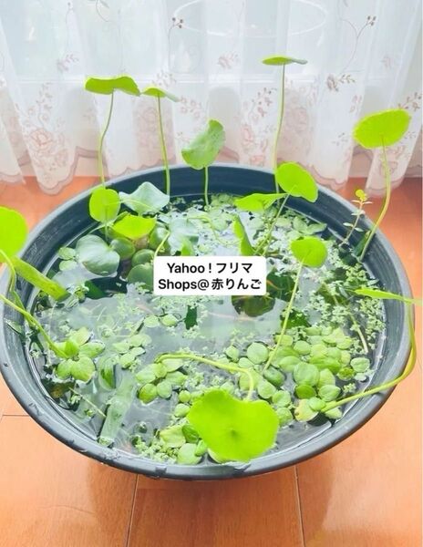 【めだかビオトープ定番水草4種セット】ウォーターコイン、マツモ、ウィローモス、アオウキクサ 水草 栽培 無農薬 睡蓮鉢 めだか鉢