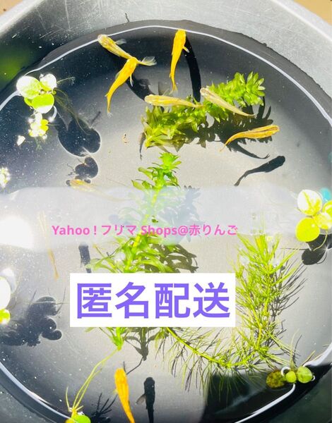 メダカビオトープ定番水草 アナカリス 10本 水生植物 水草育成 元気なマツモ 屋外無農薬育ち メダカ エビに