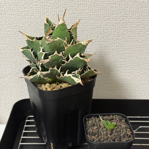 アガベ チタノタ ホホジロザメ 大白鯊 OC 子株 ②