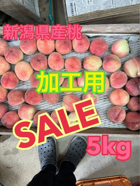 【限界値引き!大特価】新潟県産桃加工用5kg 朝採り 農家直送