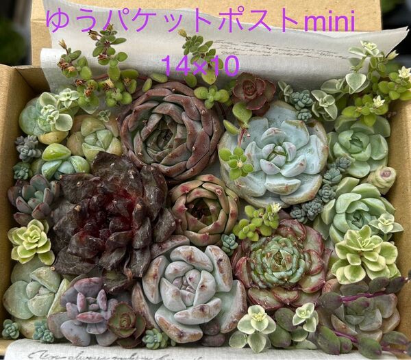 多肉植物 ワインレッド系 可愛い名無しちゃん詰め合せセット
