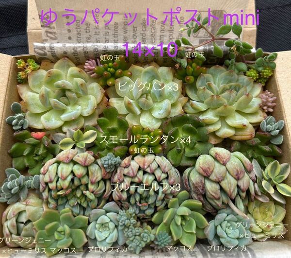 多肉植物 ビッグバン ブルーエルフ スモールランタン入り 寄せ植え 詰め合わせ①