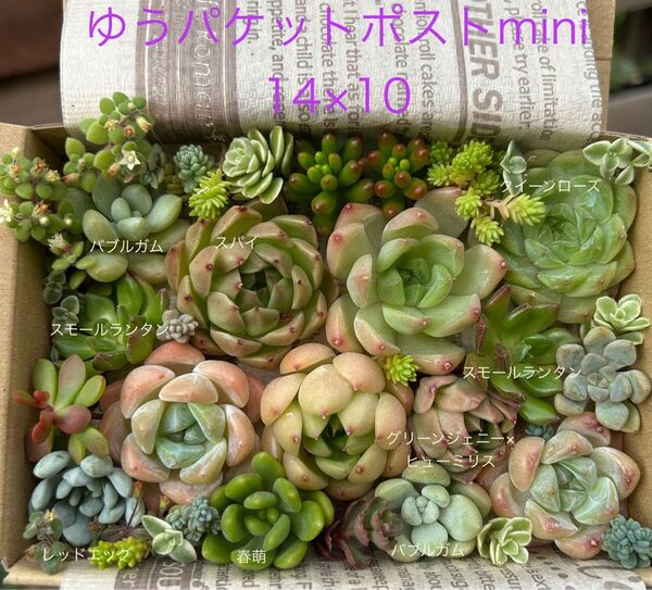 多肉植物 爽やか系 寄せ植えセット