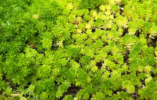 多肉植物 セダム 森村万年草 14×10箱つめつめ
