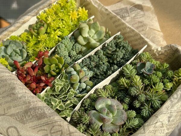 多肉植物 セダム もりもり詰め合せセット 寄せ植えに