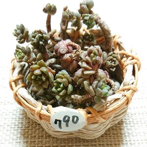 790《ギョクスイ》 ちび苗 カゴ付き♪ カット苗 セダム 多肉植物 エケベリア