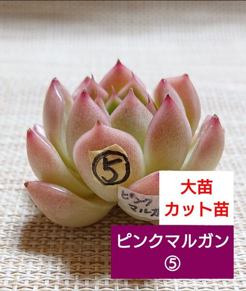《ピンクマルガン⑤》 1カット 中苗? 大苗? カット苗 エケベリア 多肉植物 可愛い紅葉大苗