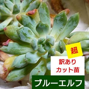 訳あり 《ブルーエルフ》 1カット 中苗 カット苗 エケベリア 多肉植物