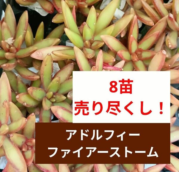 《アドルフィー ファイアーストーム》 銘月錦 8苗 抜き苗 セダム 紅葉 初心者向け! 多肉植物 売り尽くしの為同梱割無し