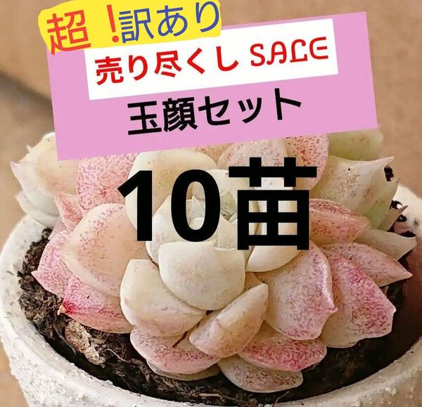 訳あり《玉顔》 小苗 10苗セット 抜き苗 顔玉如く エケベリア 多肉植物 寄せ植えに! かわいい紅葉 売り尽くしの為同梱割なし