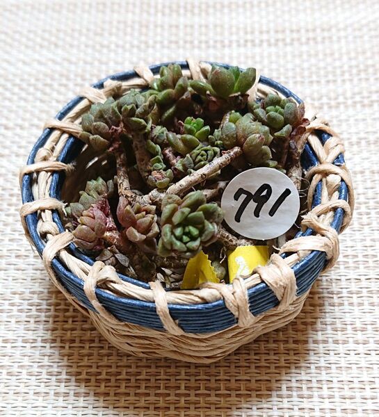791《ギョクスイ》 カット苗 ちび苗 かご付き♪ 多肉植物 寄せ植えに エケベリア セデベリア グラプトベリア