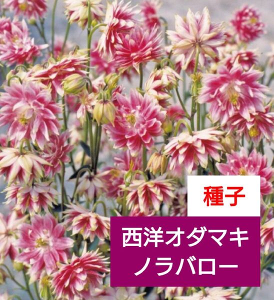 《西洋オダマキ ノラバロー》 種子 種 切り花 ガーデニング
