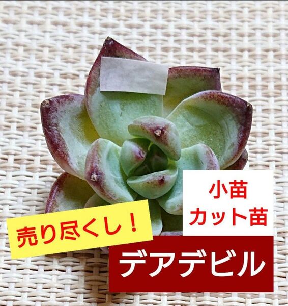 《デアデビル》 2カット カット苗 小苗 エケベリア 多肉植物 売り尽くしの為同梱割無し