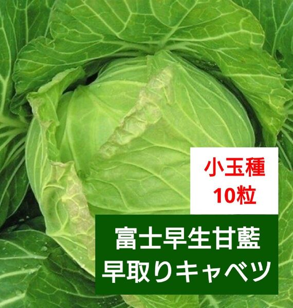 《富士早生甘藍》 10粒 キャベツ 小玉キャベツ 早取りキャベツ 種子 種 野菜種 家庭菜園 ベランダ栽培 プランター栽培