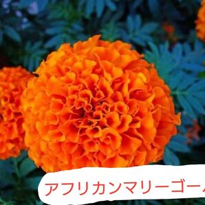 《アフリカンマリーゴールド》 約150粒〜 花の種 コンパニオンプランツ