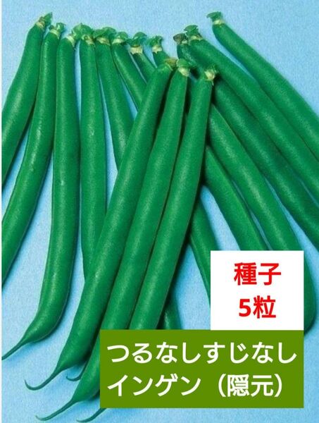 《つるなしすじなしインゲン》 5粒 種子 種 野菜種 インゲン 隠元 家庭菜園 プランター栽培 ベランダ栽培