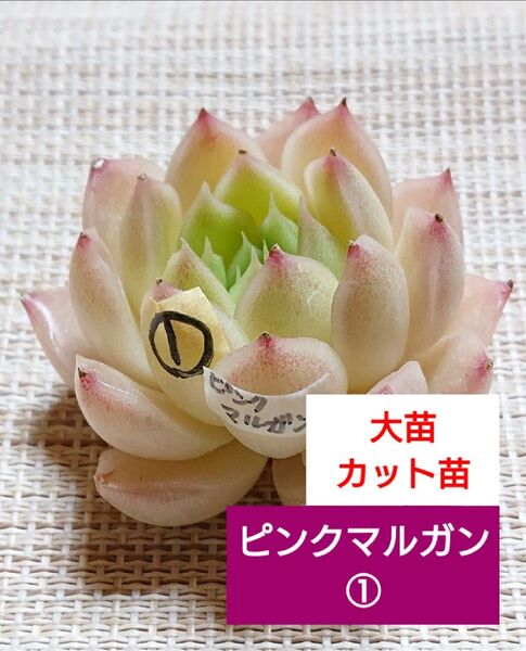 《ピンクマルガン①》 1カット 中苗? 大苗? カット苗 エケベリア 多肉植物 可愛い紅葉大苗