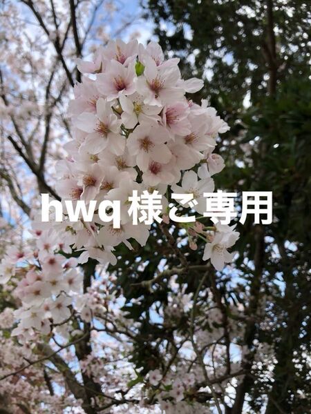 hwq様ご専用 プリザーブドフラワー お花のみ ステムタイプ一基