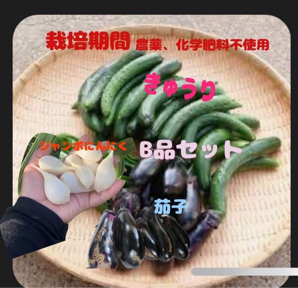 訳あり野菜詰め合わせ なす、きゅうり、ジャンボにんにく 栽培期間中 農薬 化学肥料不使用 ゆうパックプラス 2キロ以内