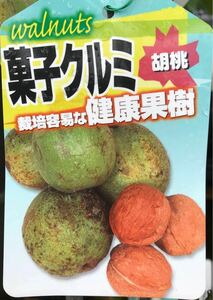 菓子クルミ 胡桃 苗木