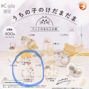 訳あり うちの子のけだまだま C-pla限定 キジトラ