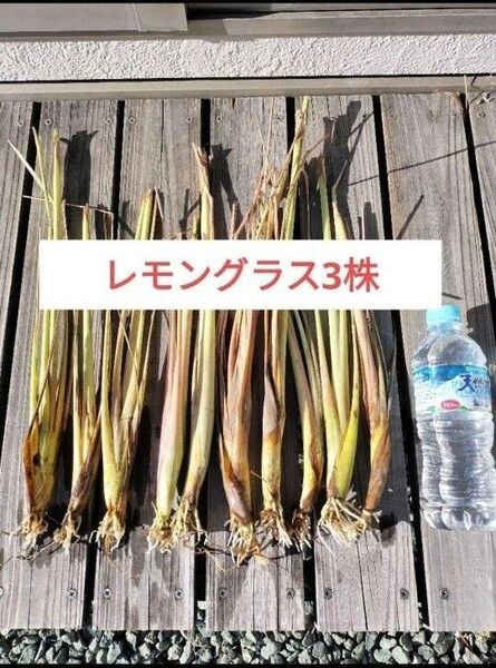 新鮮レモングラス抜き苗3本 根付き