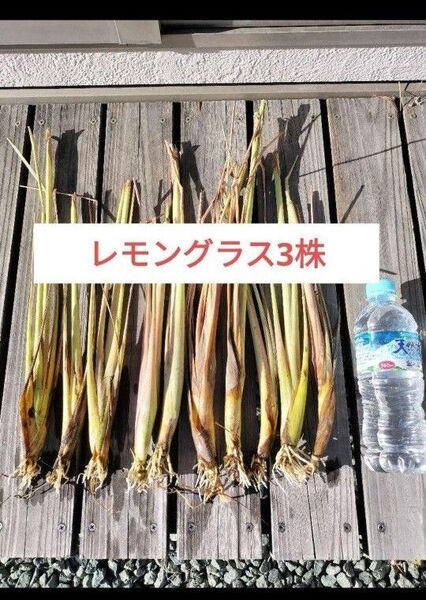 新鮮レモングラス抜き苗3本 根付き