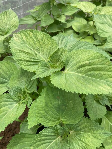 えごまの葉 エゴマの葉 100枚 栽培期間中農薬不使用