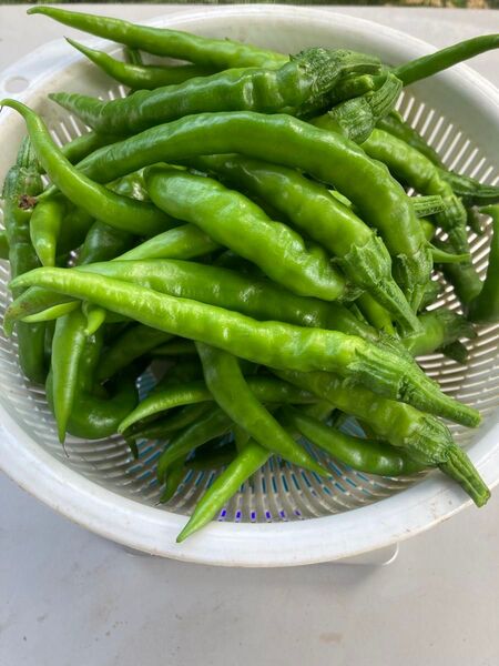 青唐辛子 げきから 50本 300g 以上 栽培期間中農薬不使用