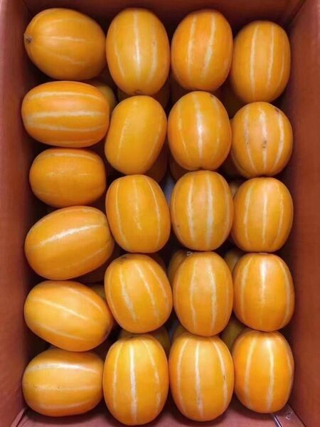 チャメ15玉入り