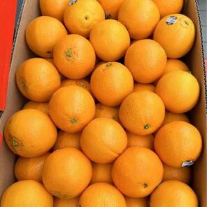 家庭用B品オレンジ72玉入り