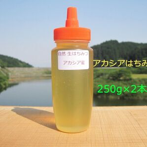 国産アカシア蜜250g×2本