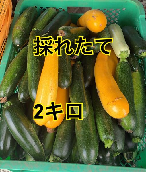 朝採り 新鮮ズッキーニ2kg