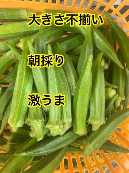 朝採り オクラ20本