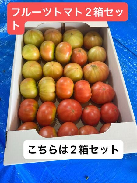 北海道下川町フルーツトマト ハネ品 約20個から25個 2箱セット