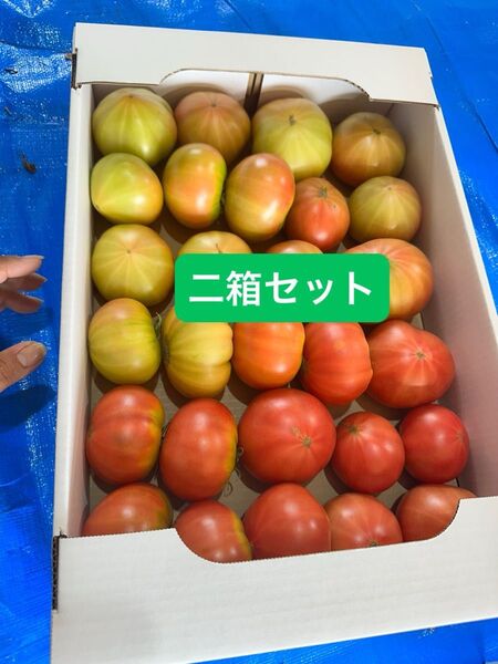 北海道下川町 フルーツトマト ハネ品 約20個から25個程度入り 二箱セット
