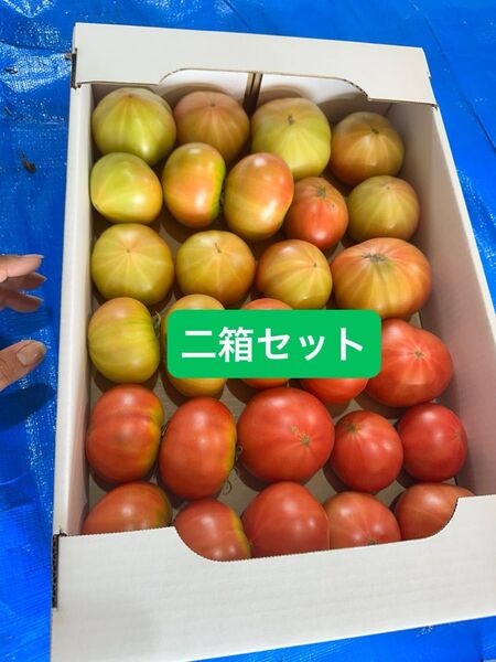 北海道下川町フルーツトマト ハネ品 約40玉から45玉程二箱で入ります。