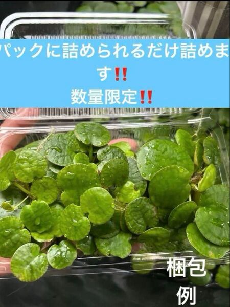 早い者勝ち!お買い得 無農薬 アマゾンフロッグピット 浮草 ビオトープ 浮葉植物 メダカの産卵床に 屋内水槽可