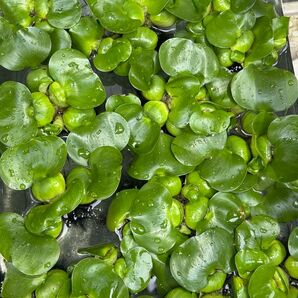 無農薬 ホテイアオイ 無農薬ホテイソウ 浮草 M〜Lサイズ 3株