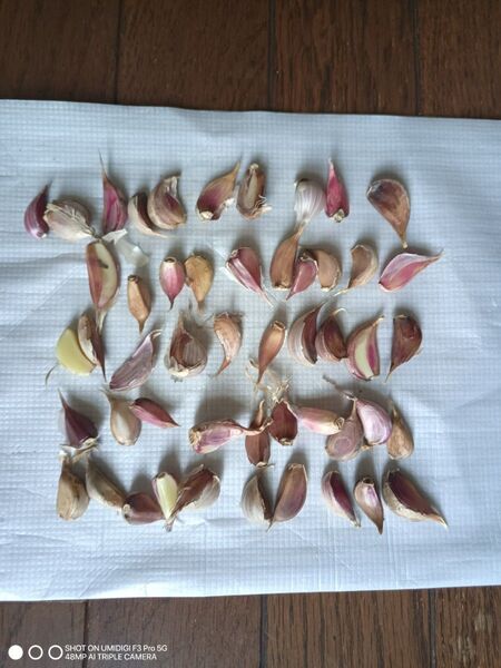 訳アリにんにくの種球 鱗片50ケ(写真1) 野菜のコンパニオン植物として利用はどうですか?勿論、無農薬なので食用もOK。一石二鳥?
