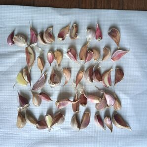訳アリにんにくの種球 鱗片50ケ 野菜のコンパニオン植物として利用はどうですか?勿論、食用としても使えます。