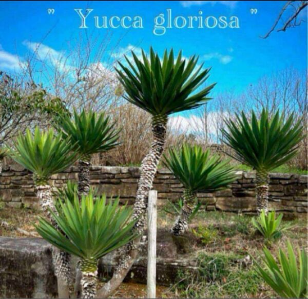 " Yucca gloriosa " ⑧ ユッカグロリオサ キミガヨラン